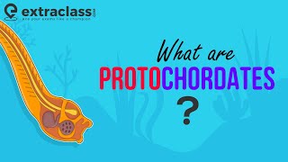 What are Protochordates  Biology  Sub Phylum of Chordata  Animal Kingdom  Protochordata [upl. by Aramaj]