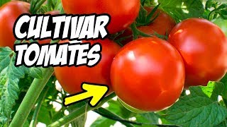 Como CULTIVAR TOMATES con Éxito 🍅 Consejos y Trucos  La Huerta de Ivan [upl. by Lehman673]