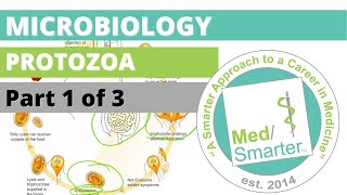 Protozoa  Microbiology  USMLE STEP 1  Part 1 of 3 [upl. by Laohcin980]