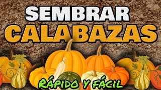 Cómo Sembrar Y Cultivar Calabaza o Zapallo ▶ RÁPIDO y Fácil [upl. by Nahtannoj]