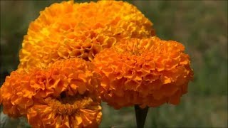 Beautiful Flowers  Tagetes Erecta  African Marigold Orange Color [upl. by Ellehcen]