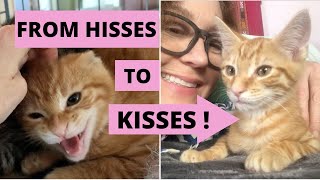 How I Tame a Scared Shy Kitten From HISSES to KISSES [upl. by Gilly]