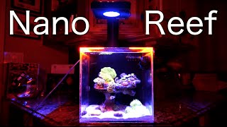 CoralFish12gs Nano Reef  10 Gallon Aquarium [upl. by Xela]