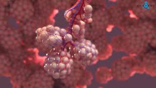 Alveoli 3D Medical Animation [upl. by Yellat]