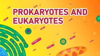 Prokaryotic vs Eukaryotic Cells  Differences Animated [upl. by Savil]