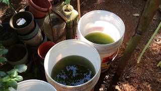 How to grow Green Water Algae [upl. by Epilif]