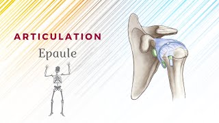 Anatomie De Lépaule  Articulation ScapuloHumérale [upl. by Bowie]