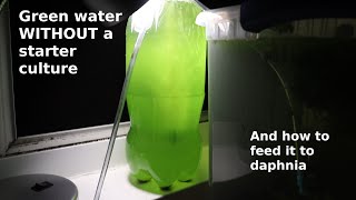 Green Water WITHOUT a Starter Culture  From Scratch  How To [upl. by Ettenuahs]