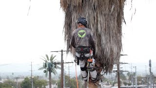 Preventing Palm Tree Trimmer Fatalities [upl. by Harutak]