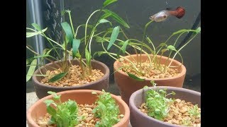 Aquarium Plants in Terra Cotta Pots  Experiment Day 1 [upl. by Rayshell]