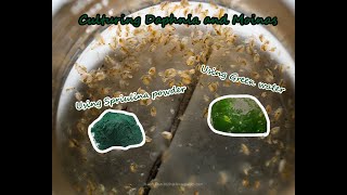 How To Culture Daphnia and Moinas using Green Water Spirulina powder [upl. by Vanessa]