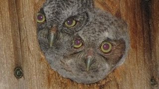 Baby Screech Owls Calling [upl. by Pancho]