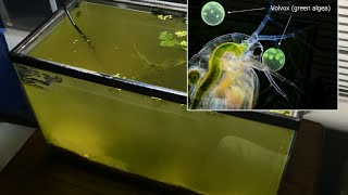 Raising Daphnia for the Freshwater Aquarium [upl. by Shandra]