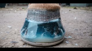 How to shoe a horse using resin  Amazingly satisfying [upl. by Kenneth]