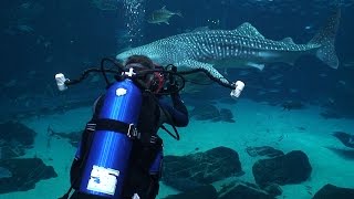 Georgia Aquarium Whale sharks and manta rays [upl. by Laerol]