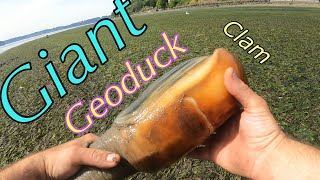 Giant Clam Geoduck Digging [upl. by Gretchen]