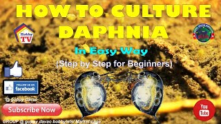 HOW TO CULTURE DAPHNIA In Easy Way [upl. by Assilim]