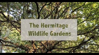 The Hidden Nature of Gosport  The Hermitage Wildlife Garden [upl. by Ynaffik778]