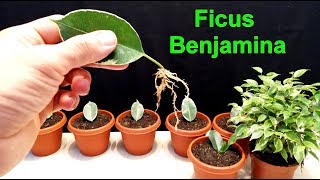 How to grow Ficus Benjamina from single leaf very easy [upl. by Alios]