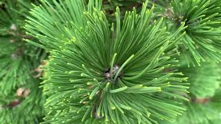 Pinus leucodermis heldreichii Banderica Dwarf Bosnian Pine January 31 2020 [upl. by Nnail]