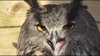 Eagle owl screeching [upl. by Ginelle]