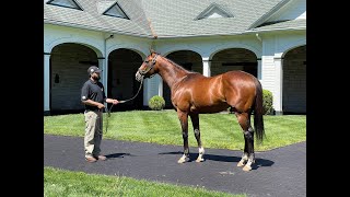 MyRacehorse quotBreeding Shedquot [upl. by Suixela880]