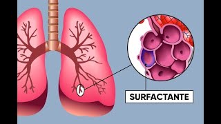 Surfactante Pulmonar [upl. by Esiom]